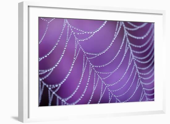 Dew Covered Spider's Web with Flowering Heather, Arne Rspb Reserve, Dorset, England-Ross Hoddinott-Framed Photographic Print