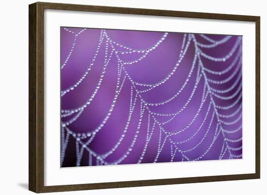 Dew Covered Spider's Web with Flowering Heather, Arne Rspb Reserve, Dorset, England-Ross Hoddinott-Framed Photographic Print