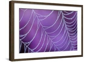 Dew Covered Spider's Web with Flowering Heather, Arne Rspb Reserve, Dorset, England-Ross Hoddinott-Framed Photographic Print