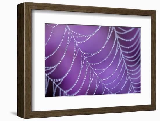 Dew Covered Spider's Web with Flowering Heather, Arne Rspb Reserve, Dorset, England-Ross Hoddinott-Framed Photographic Print