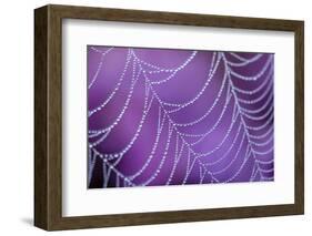 Dew Covered Spider's Web with Flowering Heather, Arne Rspb Reserve, Dorset, England-Ross Hoddinott-Framed Photographic Print