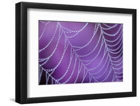 Dew Covered Spider's Web with Flowering Heather, Arne Rspb Reserve, Dorset, England-Ross Hoddinott-Framed Photographic Print