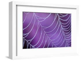 Dew Covered Spider's Web with Flowering Heather, Arne Rspb Reserve, Dorset, England-Ross Hoddinott-Framed Photographic Print