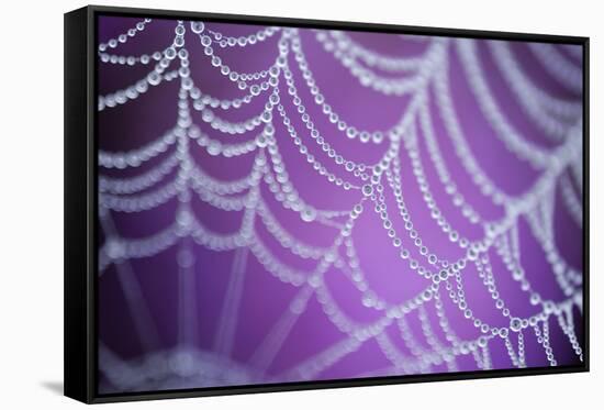 Dew Covered Spider's Web with Pink Flowering Heather in the Background, Dorset, UK-Ross Hoddinott-Framed Stretched Canvas