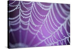 Dew Covered Spider's Web with Pink Flowering Heather in the Background, Dorset, UK-Ross Hoddinott-Stretched Canvas