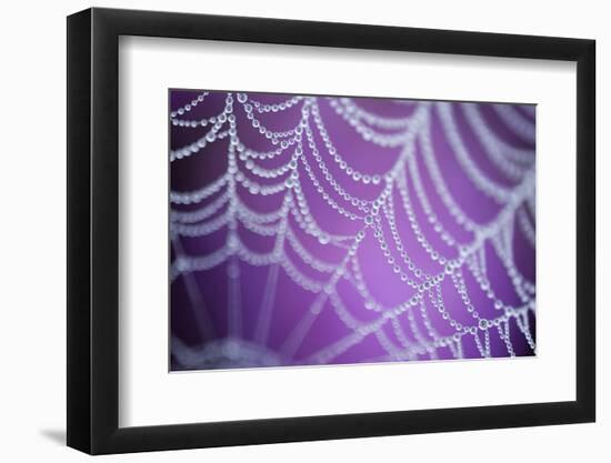 Dew Covered Spider's Web with Pink Flowering Heather in the Background, Dorset, UK-Ross Hoddinott-Framed Photographic Print