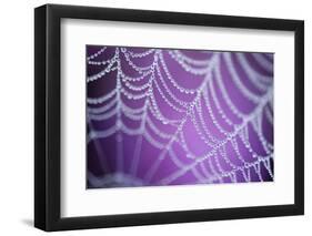 Dew Covered Spider's Web with Pink Flowering Heather in the Background, Dorset, UK-Ross Hoddinott-Framed Photographic Print