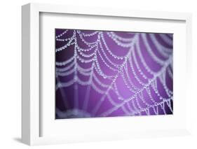 Dew Covered Spider's Web with Pink Flowering Heather in the Background, Dorset, UK-Ross Hoddinott-Framed Photographic Print