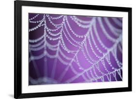 Dew Covered Spider's Web with Pink Flowering Heather in the Background, Dorset, UK-Ross Hoddinott-Framed Photographic Print