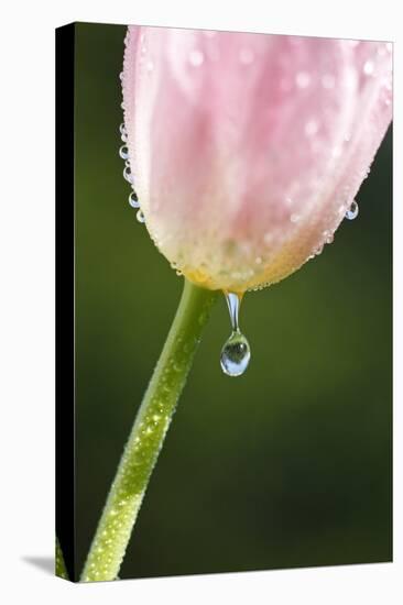 Dew Dripping Off a Tulip-Craig Tuttle-Stretched Canvas