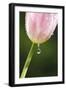 Dew Dripping Off a Tulip-Craig Tuttle-Framed Photographic Print