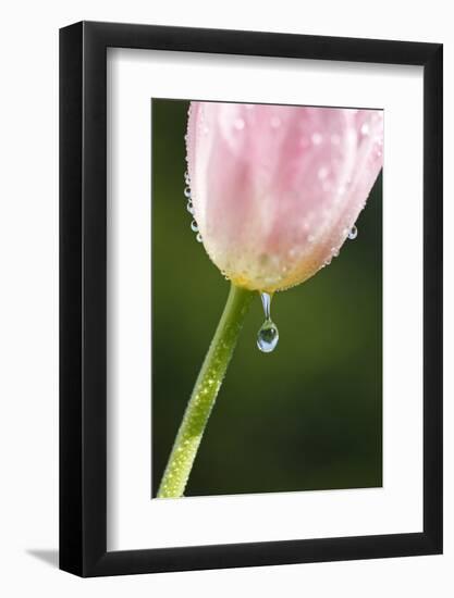 Dew Dripping Off a Tulip-Craig Tuttle-Framed Photographic Print