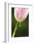 Dew Dripping Off a Tulip-Craig Tuttle-Framed Photographic Print