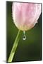 Dew Dripping Off a Tulip-Craig Tuttle-Mounted Photographic Print