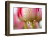 Dew Dripping Off a Tulip-Craig Tuttle-Framed Photographic Print