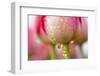 Dew Dripping Off a Tulip-Craig Tuttle-Framed Photographic Print