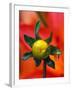 Dew Drop on Dahlia Bud-Darrell Gulin-Framed Photographic Print