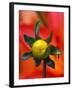 Dew Drop on Dahlia Bud-Darrell Gulin-Framed Photographic Print