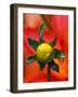 Dew Drop on Dahlia Bud-Darrell Gulin-Framed Photographic Print