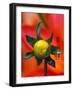 Dew Drop on Dahlia Bud-Darrell Gulin-Framed Photographic Print