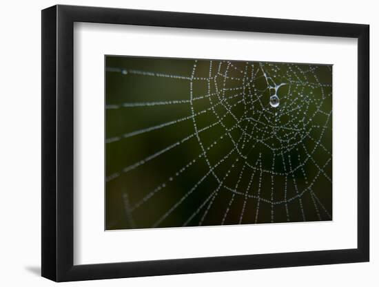 Dew Drop on Spider Web in Western Washington-Steven Gnam-Framed Photographic Print