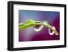 Dew drop reflecting flowers from Asiatic Lily-Darrell Gulin-Framed Photographic Print