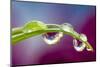 Dew drop reflecting flowers from Asiatic Lily-Darrell Gulin-Mounted Photographic Print
