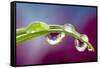 Dew drop reflecting flowers from Asiatic Lily-Darrell Gulin-Framed Stretched Canvas