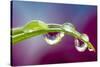 Dew drop reflecting flowers from Asiatic Lily-Darrell Gulin-Stretched Canvas