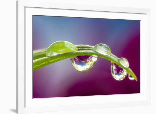 Dew drop reflecting flowers from Asiatic Lily-Darrell Gulin-Framed Photographic Print