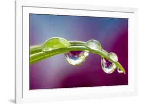 Dew drop reflecting flowers from Asiatic Lily-Darrell Gulin-Framed Photographic Print