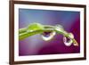 Dew drop reflecting flowers from Asiatic Lily-Darrell Gulin-Framed Photographic Print