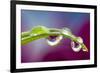 Dew drop reflecting flowers from Asiatic Lily-Darrell Gulin-Framed Photographic Print