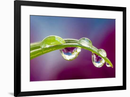 Dew drop reflecting flowers from Asiatic Lily-Darrell Gulin-Framed Photographic Print