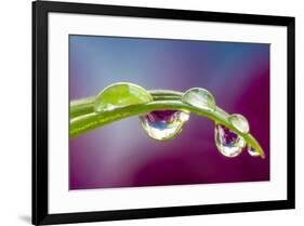 Dew drop reflecting flowers from Asiatic Lily-Darrell Gulin-Framed Photographic Print