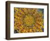 Dew Drop Reflection of Flower, Crescent City, California, USA-Darrell Gulin-Framed Photographic Print