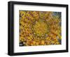 Dew Drop Reflection of Flower, Crescent City, California, USA-Darrell Gulin-Framed Photographic Print