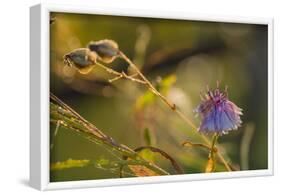 Dew droplets on petals of cornflower, bokeh background-Paivi Vikstrom-Framed Photographic Print