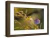 Dew droplets on petals of cornflower, bokeh background-Paivi Vikstrom-Framed Photographic Print