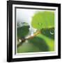 Dew Drops 1-Florence Delva-Framed Giclee Print