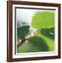 Dew Drops 1-Florence Delva-Framed Giclee Print