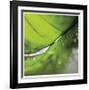 Dew Drops 4-Florence Delva-Framed Giclee Print