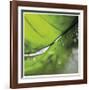 Dew Drops 4-Florence Delva-Framed Giclee Print