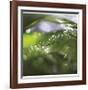 Dew Drops 5-Florence Delva-Framed Giclee Print