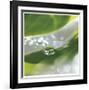 Dew Drops 7-Florence Delva-Framed Giclee Print