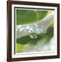 Dew Drops 7-Florence Delva-Framed Giclee Print