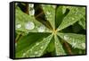 Dew Drops Cover The Star Shaped Leaves Of Lupine Flowers In The Paradise Valley Of Mount Rainier NP-Jay Goodrich-Framed Stretched Canvas