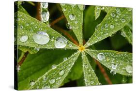 Dew Drops Cover The Star Shaped Leaves Of Lupine Flowers In The Paradise Valley Of Mount Rainier NP-Jay Goodrich-Stretched Canvas