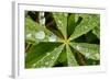 Dew Drops Cover The Star Shaped Leaves Of Lupine Flowers In The Paradise Valley Of Mount Rainier NP-Jay Goodrich-Framed Photographic Print