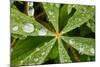 Dew Drops Cover The Star Shaped Leaves Of Lupine Flowers In The Paradise Valley Of Mount Rainier NP-Jay Goodrich-Mounted Photographic Print